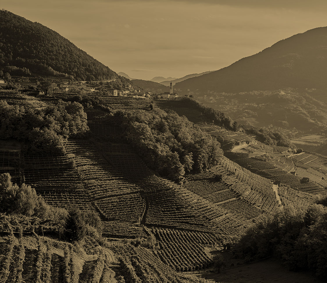 cantina-vigneti-home_1125x975