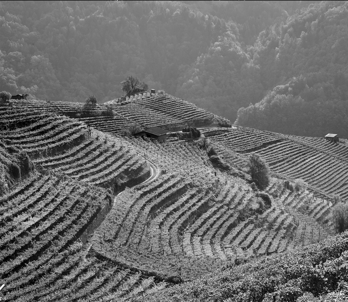 vigneti-territorio_1125x975